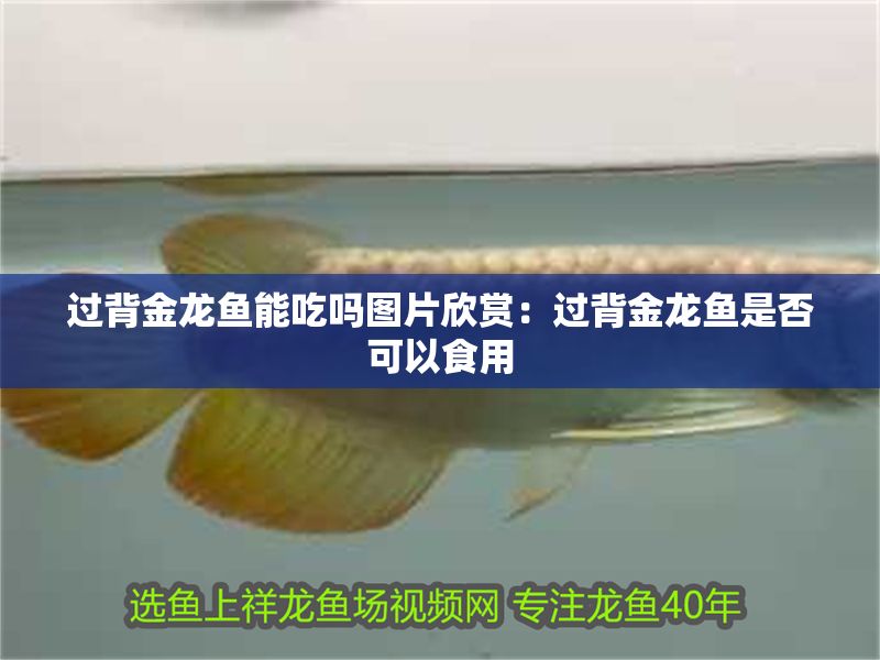 過背金龍魚能吃嗎圖片欣賞：過背金龍魚是否可以食用