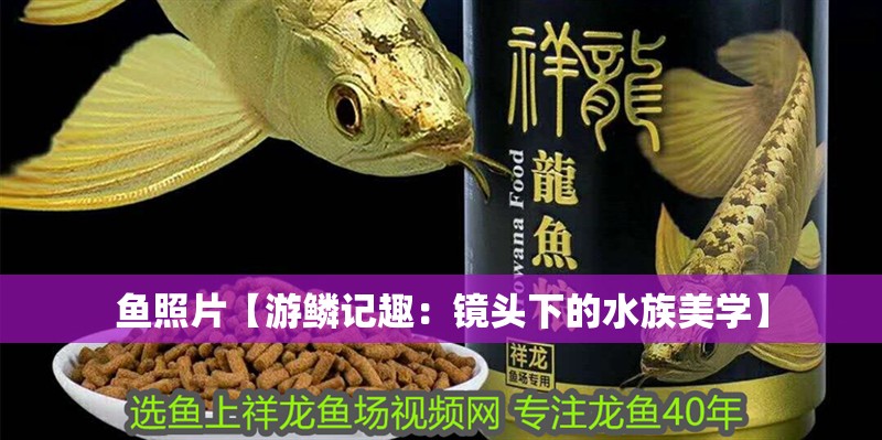 魚(yú)照片【游鱗記趣：鏡頭下的水族美學(xué)】
