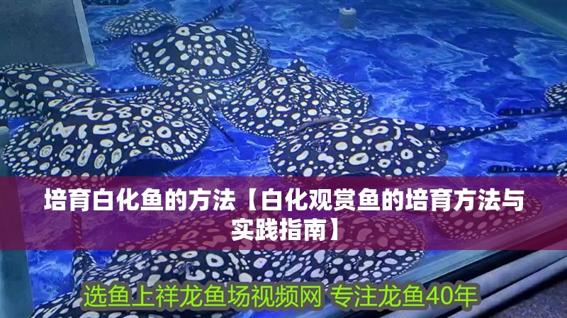 培育白化魚的方法【白化觀賞魚的培育方法與實踐指南】