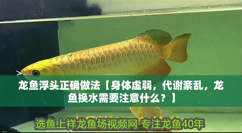 龍魚浮頭正確做法【身體虛弱，代謝紊亂，龍魚換水需要注意什么？】