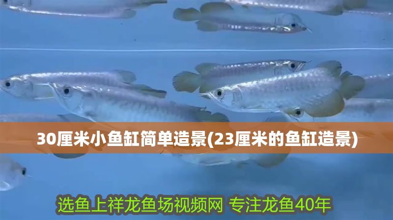 30厘米小魚缸簡單造景(23厘米的魚缸造景)
