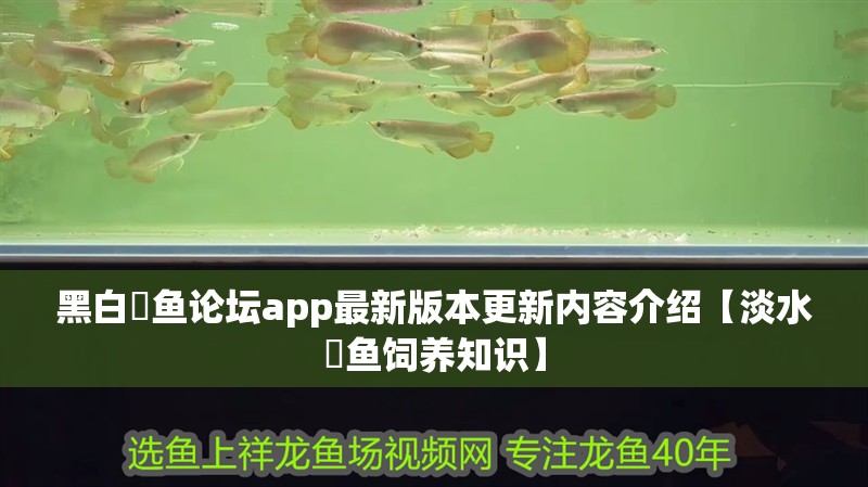 黑白魟魚論壇app最新版本更新內容介紹【淡水魟魚飼養知識】