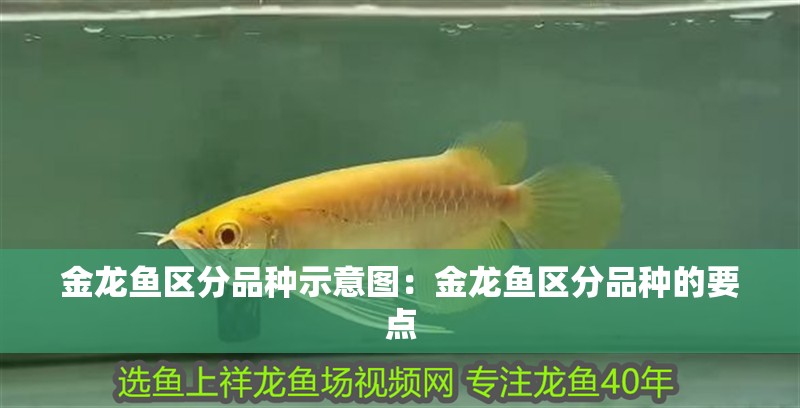 紅龍魚用黃燈烤有用嗎 金龍魚區(qū)分品種示意圖:金龍魚區(qū)分品種的要點 龍魚百科 金龍魚區(qū)分品種示意圖:金龍魚區(qū)分品種的要點 金龍魚區(qū)分品種示意圖:金龍魚區(qū)分品種的要點 龍魚百科
