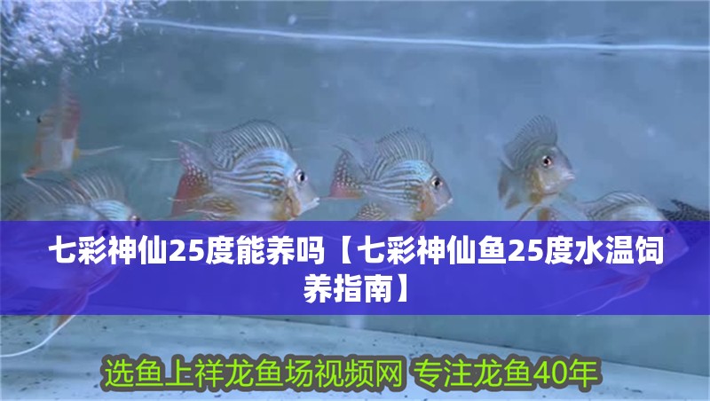 七彩神仙25度能養嗎【七彩神仙魚25度水溫飼養指南】