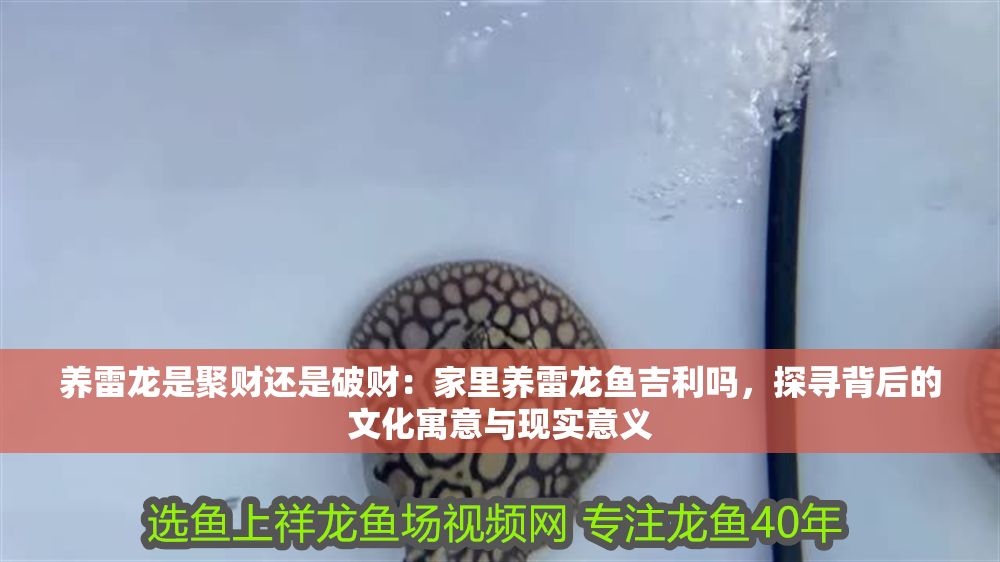 養雷龍是聚財還是破財：家里養雷龍魚吉利嗎，探尋背后的文化寓意與現實意義