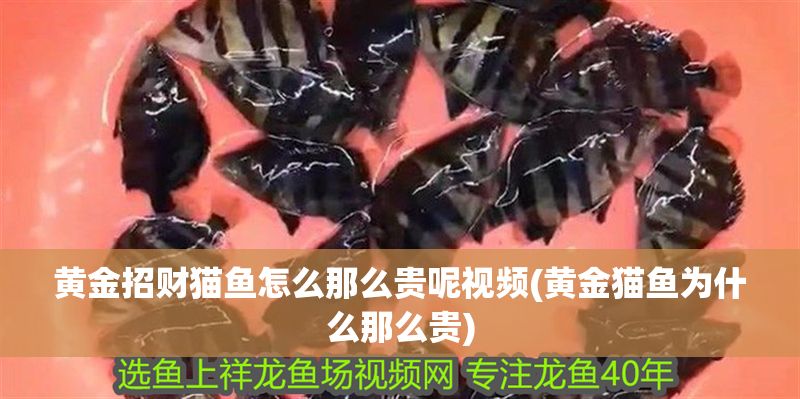 黃金招財貓魚怎么那么貴呢視頻(黃金貓魚為什么那么貴)