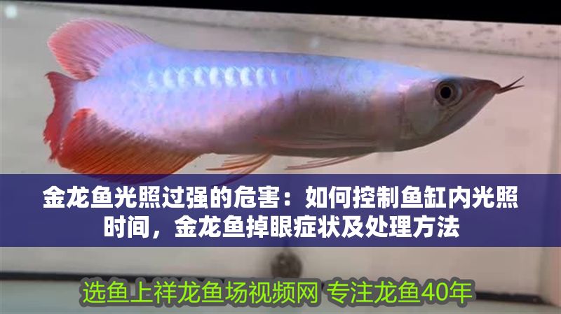 金龍魚光照過強的危害：如何控制魚缸內(nèi)光照時間，金龍魚掉眼癥狀及處理方法