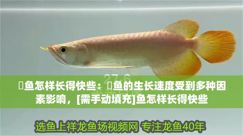 魟魚怎樣長得快些：魟魚的生長速度受到多種因素影響，[需手動填充]魚怎樣長得快些