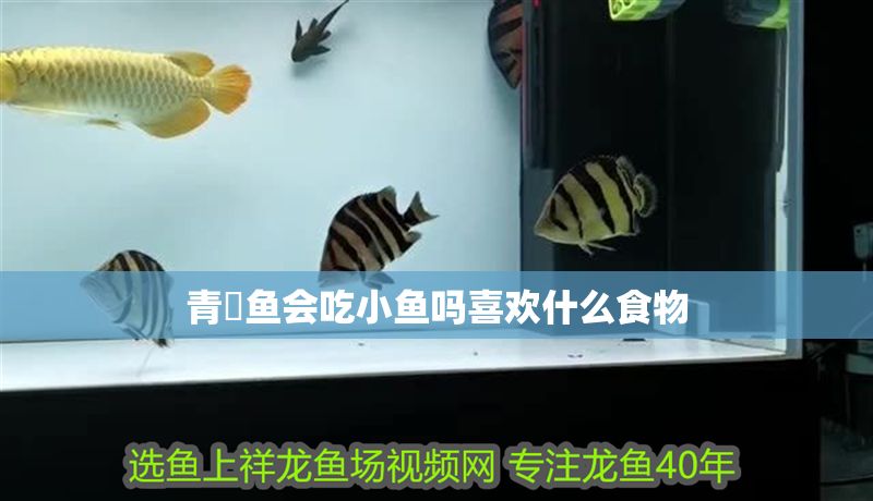 青鳉魚會吃小魚嗎喜歡什么食物
