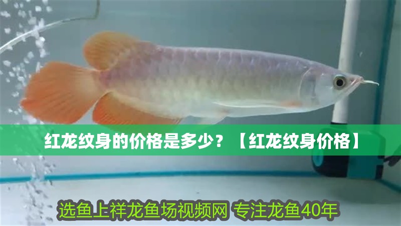 紅龍紋身的價格是多少？【紅龍紋身價格】