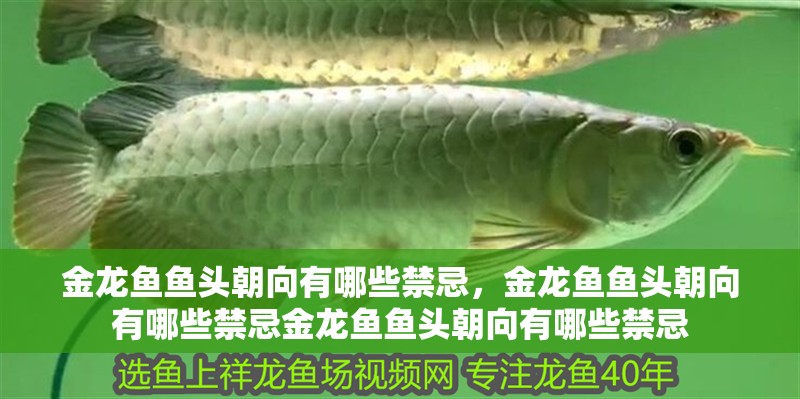 金龍魚魚頭朝向有哪些禁忌，金龍魚魚頭朝向有哪些禁忌金龍魚魚頭朝向有哪些禁忌 金龍魚魚頭朝向有哪些禁忌，金龍魚魚頭朝向有哪些禁忌金龍魚魚頭朝向有哪些禁忌 龍魚百科
