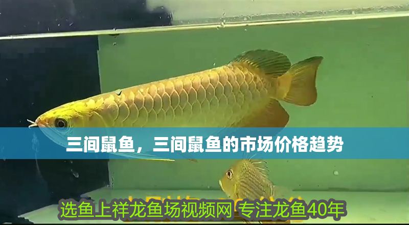 三間鼠魚，三間鼠魚的市場價格趨勢