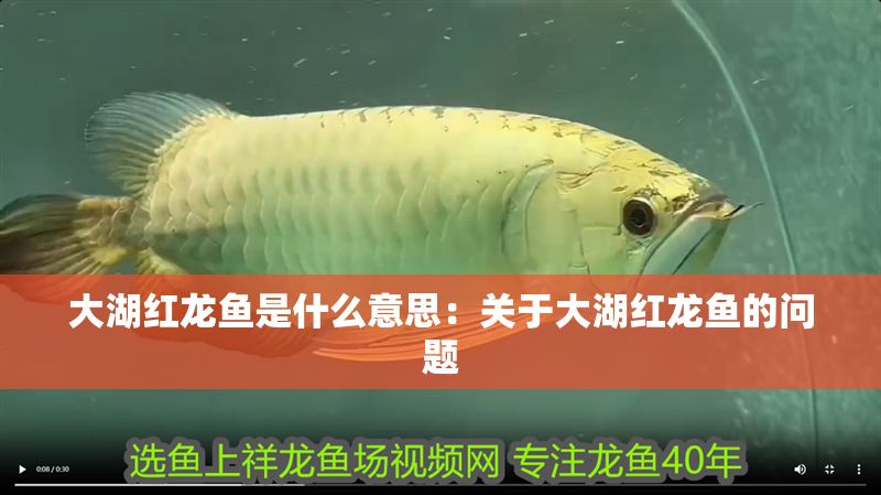 大湖紅龍魚是什么意思：關于大湖紅龍魚的問題