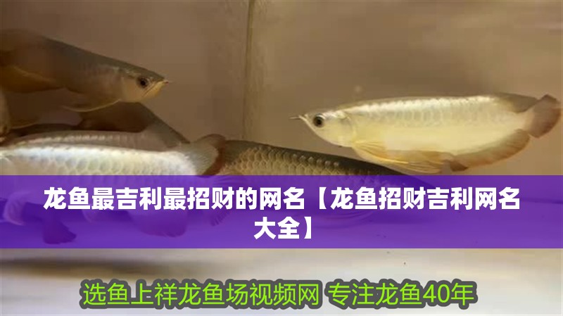 龍魚最吉利最招財?shù)木W(wǎng)名【龍魚招財吉利網(wǎng)名大全】
