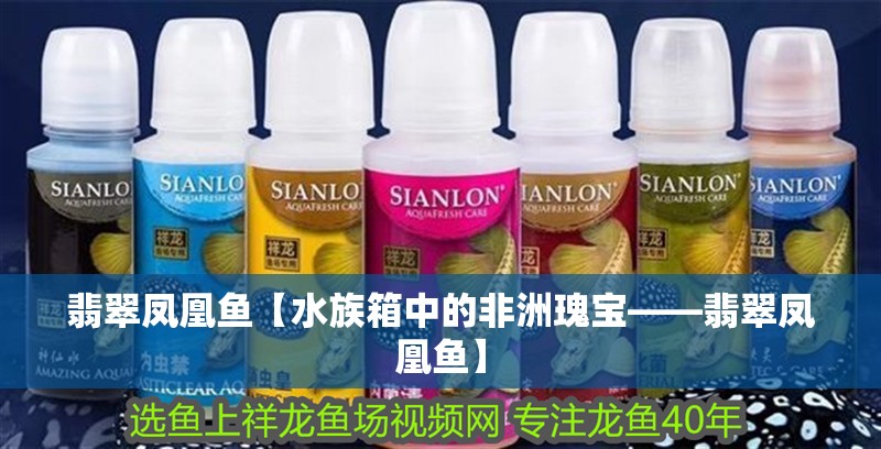 翡翠鳳凰魚【水族箱中的非洲瑰寶——翡翠鳳凰魚】 翡翠鳳凰魚【水族箱中的非洲瑰寶——翡翠鳳凰魚】 龍魚論壇