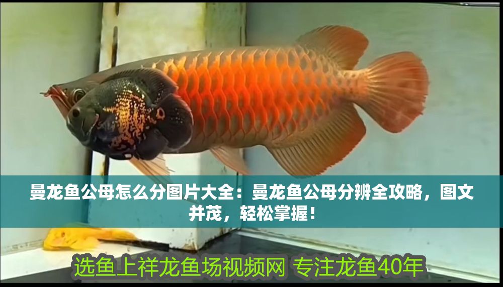 曼龍魚公母怎么分圖片大全：曼龍魚公母分辨全攻略，圖文并茂，輕松掌握！