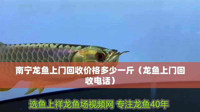 南寧龍魚上門回收價(jià)格多少一斤（龍魚上門回收電話）