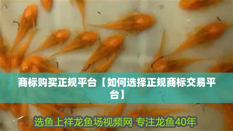 商標購買正規平臺【如何選擇正規商標交易平臺】