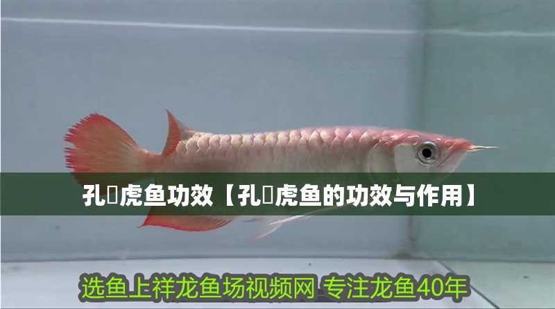 孔鰕虎魚功效【孔鰕虎魚的功效與作用】