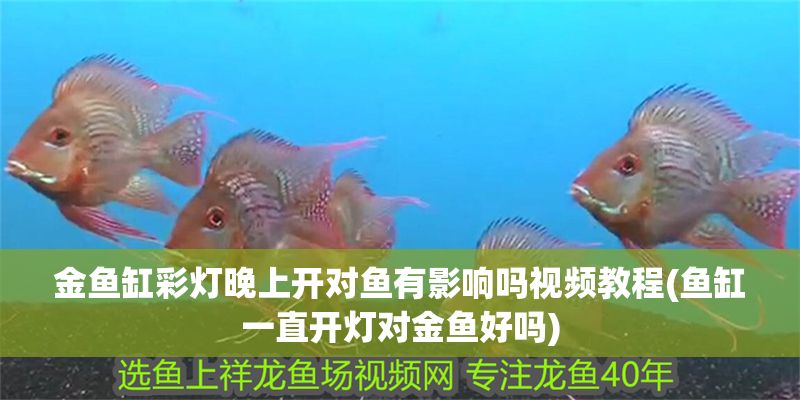 金魚缸彩燈晚上開對魚有影響嗎視頻教程(魚缸一直開燈對金魚好嗎) 金魚缸彩燈晚上開對魚有影響嗎視頻教程(魚缸一直開燈對金魚好嗎) 錦鯉魚百科 第1張