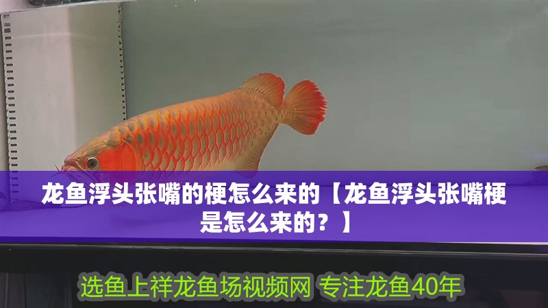 龍魚浮頭張嘴的梗怎么來的【龍魚浮頭張嘴梗是怎么來的？】