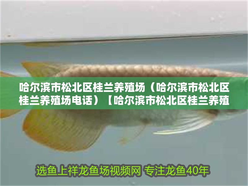 哈爾濱市松北區桂蘭養殖場（哈爾濱市松北區桂蘭養殖場電話）【哈爾濱市松北區桂蘭養殖場】 哈爾濱市松北區桂蘭養殖場（哈爾濱市松北區桂蘭養殖場電話）【哈爾濱市松北區桂蘭養殖場】 全國水族館企業名錄