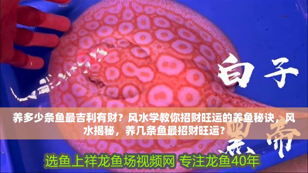 養多少條魚最吉利有財?風水學教你招財旺運的養魚秘訣,風水揭秘,養幾條魚最招財旺運? 龍魚百科 第1張 養多少條魚最吉利有財?風水學教你招財旺運的養魚秘訣,風水揭秘,養幾條魚最招財旺運? 養多少條魚最吉利有財?風水學教你招財旺運的養魚秘訣,風水揭秘,養幾條魚最招財旺運? 龍魚百科 第1張