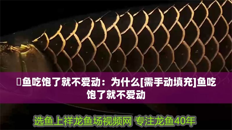 魟魚吃飽了就不愛動：為什么[需手動填充]魚吃飽了就不愛動