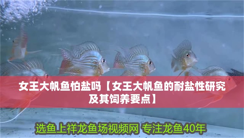 女王大帆魚怕鹽嗎【女王大帆魚的耐鹽性研究及其飼養要點】