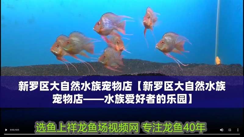 新羅區(qū)大自然水族寵物店【新羅區(qū)大自然水族寵物店——水族愛好者的樂園】