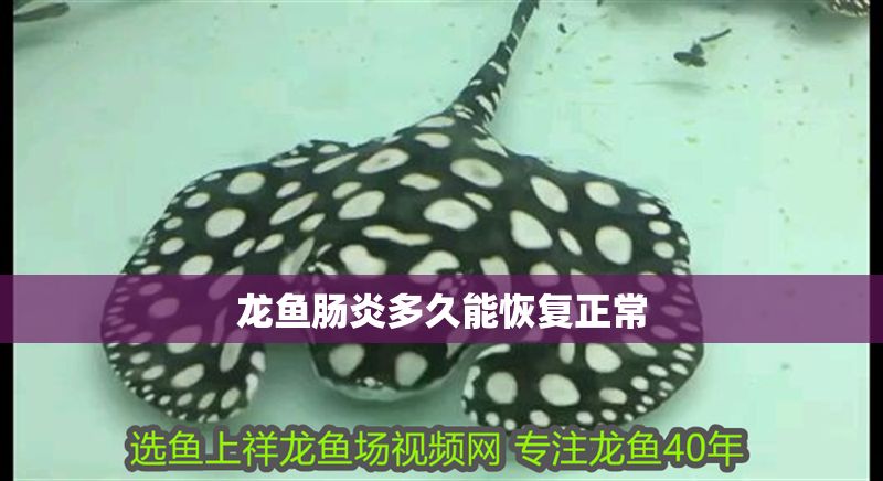 龍魚腸炎多久能恢復正常