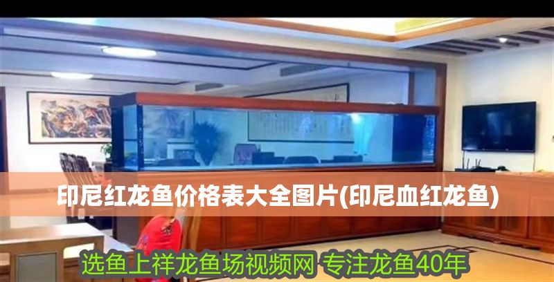 印尼紅龍魚價格表大全圖片(印尼血紅龍魚)