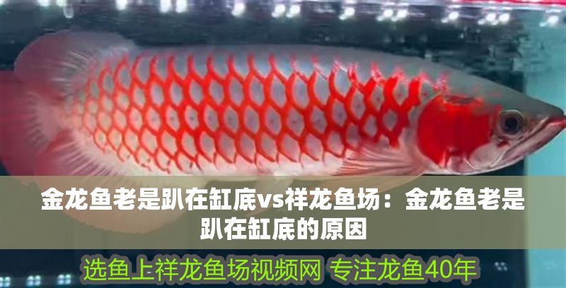 金龍魚老是趴在缸底vs祥龍魚場：金龍魚老是趴在缸底的原因 金龍魚老是趴在缸底vs祥龍魚場：金龍魚老是趴在缸底的原因 vs祥龍魚場 第1張