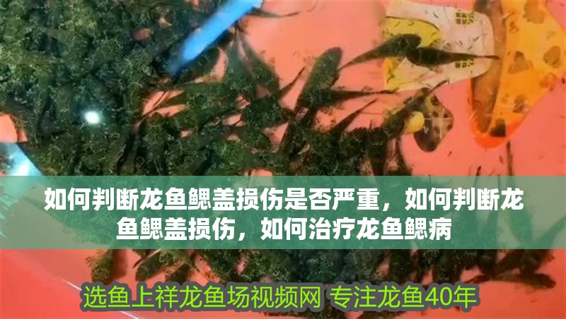 如何判斷龍魚鰓蓋損傷是否嚴重，如何判斷龍魚鰓蓋損傷，如何治療龍魚鰓病