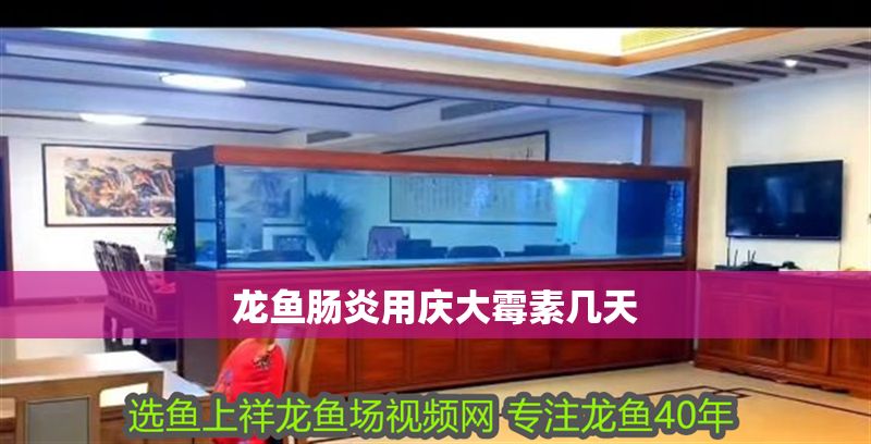 龍魚腸炎用慶大霉素幾天