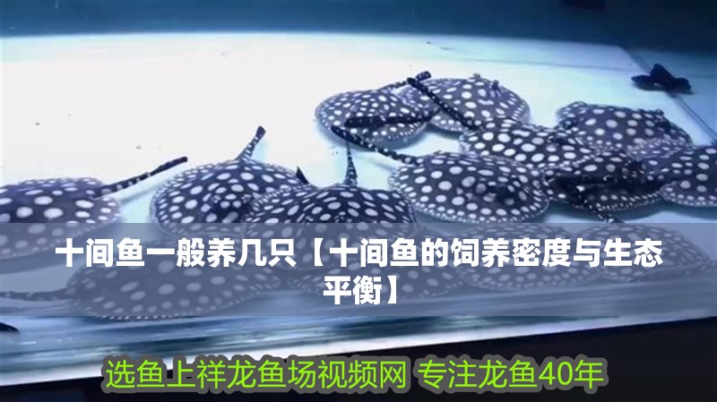 龍魚干蝦有營養(yǎng)嗎 十間魚一般養(yǎng)幾只【十間魚的飼養(yǎng)密度與生態(tài)平衡】 龍魚論壇 十間魚一般養(yǎng)幾只【十間魚的飼養(yǎng)密度與生態(tài)平衡】 十間魚一般養(yǎng)幾只【十間魚的飼養(yǎng)密度與生態(tài)平衡】 龍魚論壇