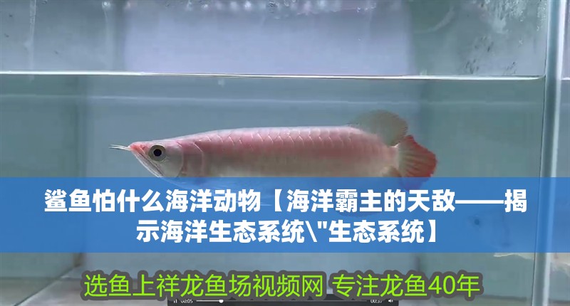 鯊魚怕什么海洋動物【海洋霸主的天敵——揭示海洋生態系統\