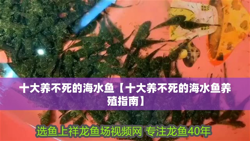 十大養不死的海水魚【十大養不死的海水魚養殖指南】