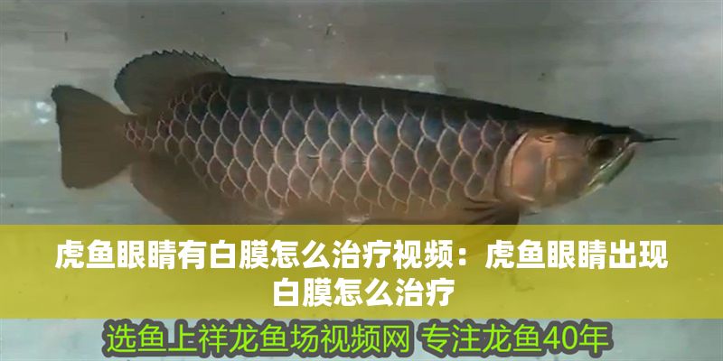 虎魚眼睛有白膜怎么治療視頻：虎魚眼睛出現白膜怎么治療