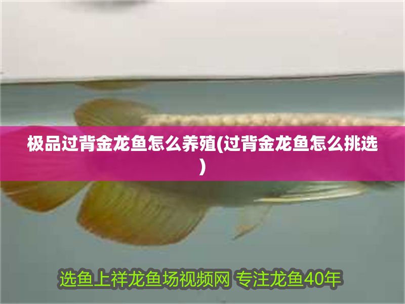 極品過背金龍魚怎么養(yǎng)殖(過背金龍魚怎么挑選)