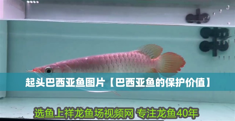 起頭巴西亞魚圖片【巴西亞魚的保護價值】
