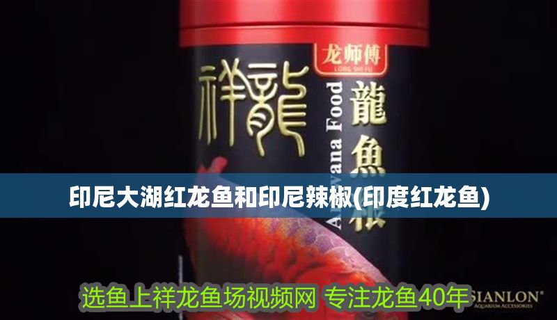 印尼大湖紅龍魚和印尼辣椒(印度紅龍魚)