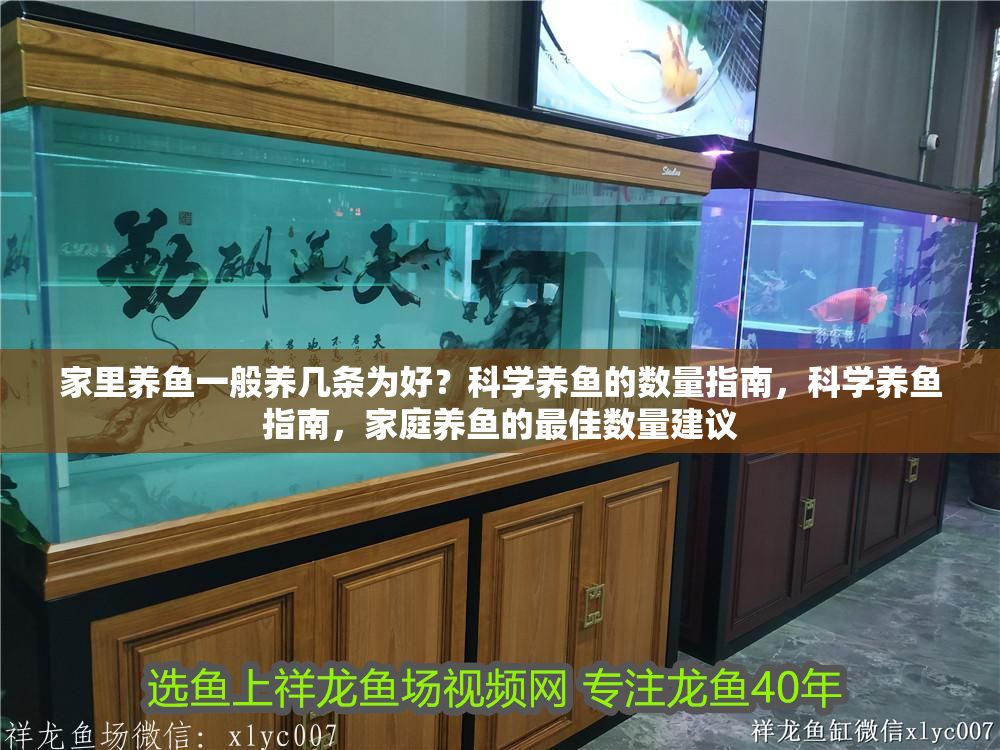 家里養魚一般養幾條為好？科學養魚的數量指南，科學養魚指南，家庭養魚的最佳數量建議