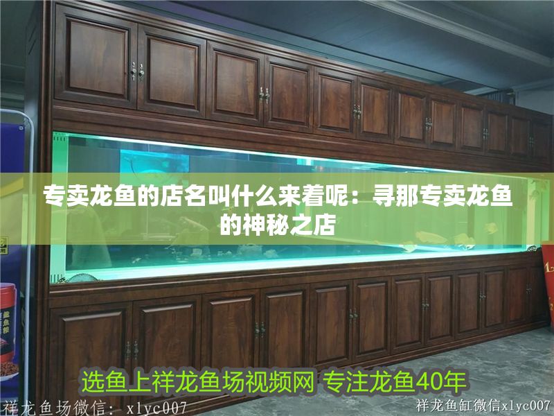 專賣龍魚的店名叫什么來著呢：尋那專賣龍魚的神秘之店