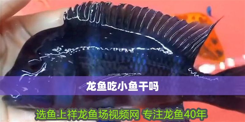 龍魚(yú)吃小魚(yú)干嗎