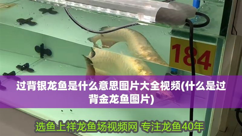過背銀龍魚是什么意思圖片大全視頻(什么是過背金龍魚圖片)
