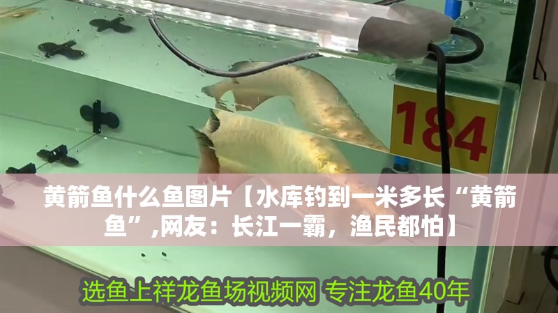 黃箭魚什么魚圖片【水庫釣到一米多長“黃箭魚”,網友：長江一霸，漁民都怕】 黃箭魚什么魚圖片【水庫釣到一米多長“黃箭魚”,網友：長江一霸，漁民都怕】 龍魚論壇