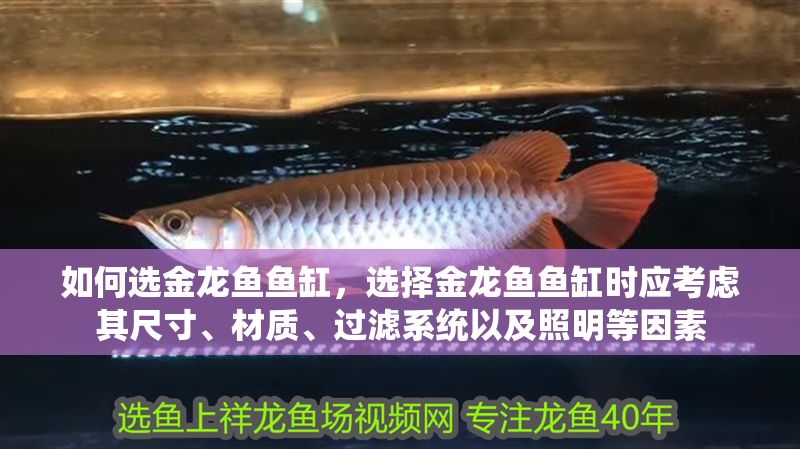 如何選金龍魚魚缸，選擇金龍魚魚缸時應考慮其尺寸、材質、過濾系統以及照明等因素