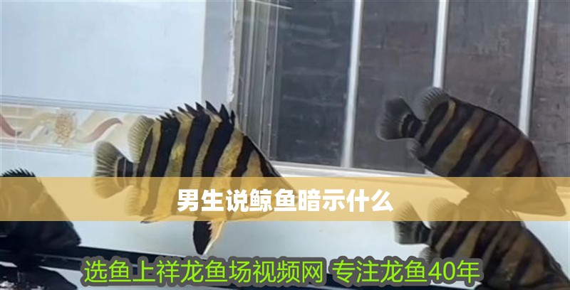 龍魚干蝦有營養嗎 男生說鯨魚暗示什么 龍魚論壇 男生說鯨魚暗示什么 男生說鯨魚暗示什么 龍魚論壇