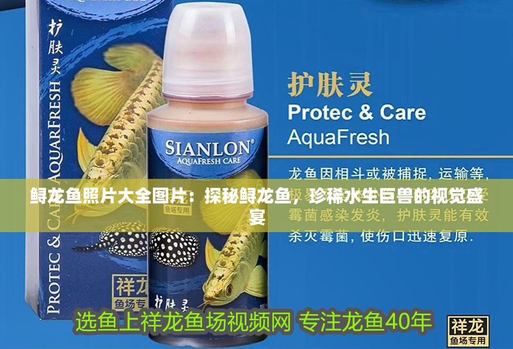 鱘龍魚照片大全圖片：探秘鱘龍魚，珍稀水生巨獸的視覺盛宴